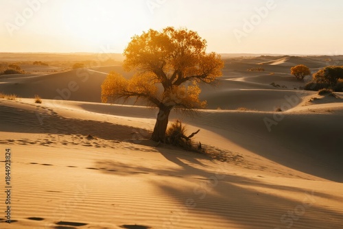 Fototapeta Naklejka Na Ścianę i Meble -  Solitary tree with golden foliage standing on sand dunes at sunset in a desert landscape