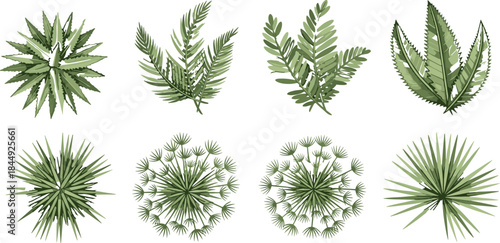 Top-down vector set of tropical and desert plants with unique leaf structures for landscaping, mapping, gardening, and architectural visualization use.