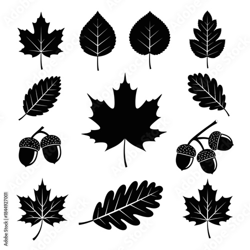 Stunning collection of black and white autumn leaf silhouettes and acorns perfect for seasonal design projects