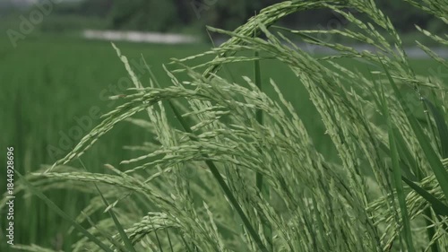 Vibrant Rice Plants in Full Bloom