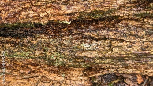 tree bark texture
