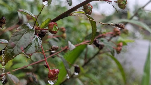 red berries on a branch