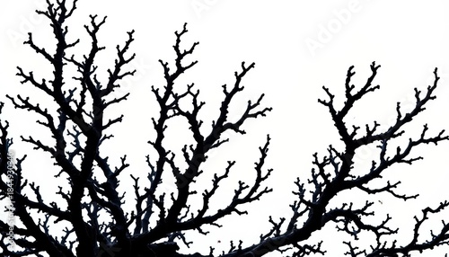 Fototapeta Naklejka Na Ścianę i Meble -  Intricate black coral branches, dark against a bright background,  deep sea,  reef