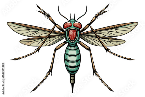 Mosquito Line Drawing Vector – Detailed Insect Outline Illustration for Science and Education