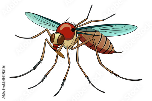 Mosquito Line Drawing Vector – Detailed Insect Outline Illustration for Science and Education