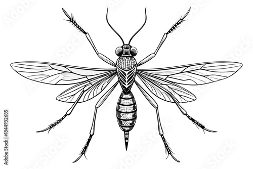 Mosquito Line Drawing Vector – Detailed Insect Outline Illustration for Science and Education