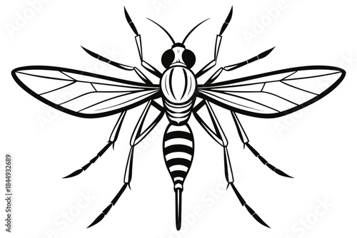 Mosquito Line Drawing Vector – Detailed Insect Outline Illustration for Science and Education