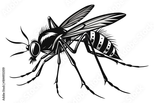 Mosquito Line Drawing Vector – Detailed Insect Outline Illustration for Science and Education