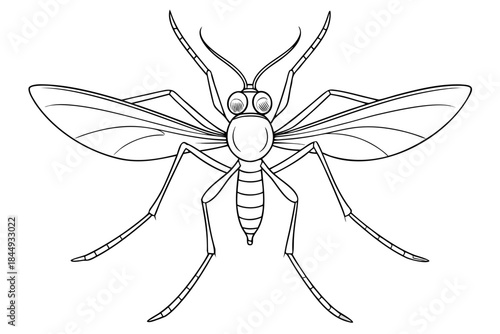 Mosquito Line Drawing Vector – Detailed Insect Outline Illustration for Science and Education