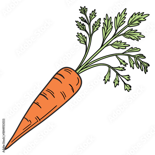 Bright Orange Carrot with Lush Green Leaves - A Freshly Harvested Healthy Vegetable Illustration