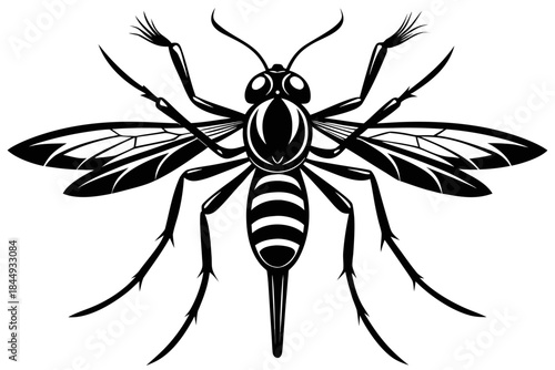 Mosquito Line Drawing Vector – Detailed Insect Outline Illustration for Science and Education