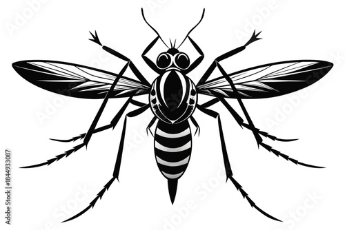Mosquito Line Drawing Vector – Detailed Insect Outline Illustration for Science and Education