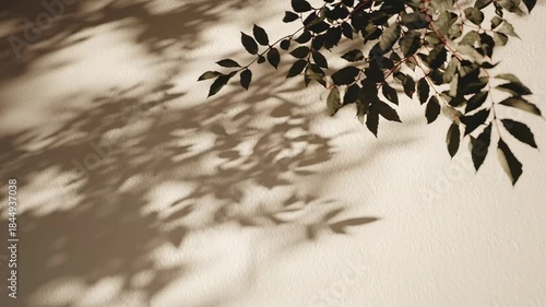 Natural Shadow Play with Leafy Branches in Soft Lighting