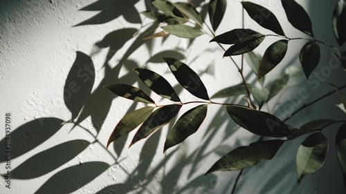 Elegant Botanical Shadow Play with Leaf Silhouettes in Natural Light