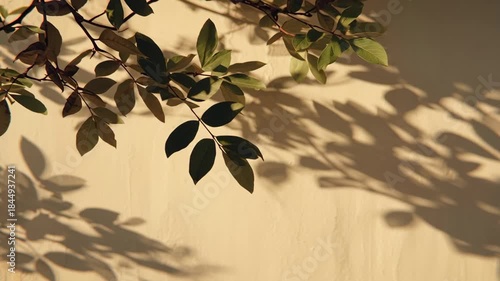 Sunlit Shadows of Green Leaves Cast onto a Light Colored Wall