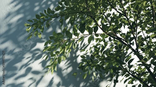 Sunlight Filtering Through Tree Leaves in a Natural Outdoor Setting