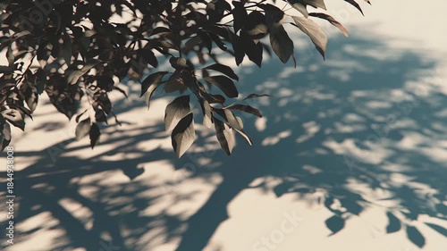 Sunlit Tree Branches Casting Shadows on Smooth Surface in Natural Setting