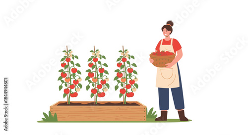 A young woman wearing an apron harvesting ripe red tomatoes from her garden, collecting them in a wicker basket with a smile.