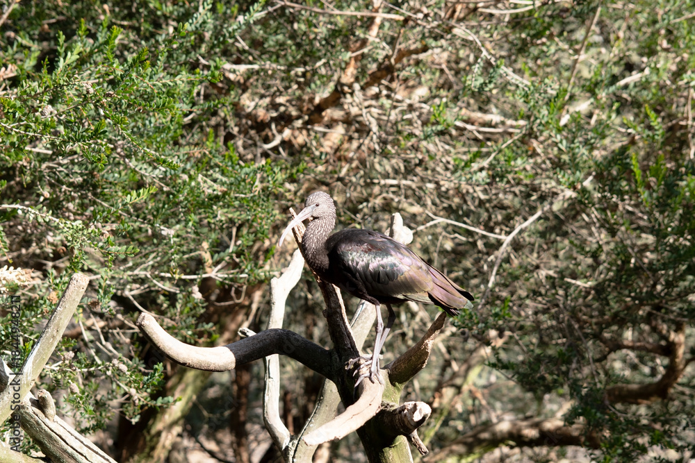 Fototapeta premium the glossy ibis is perched on a tree
