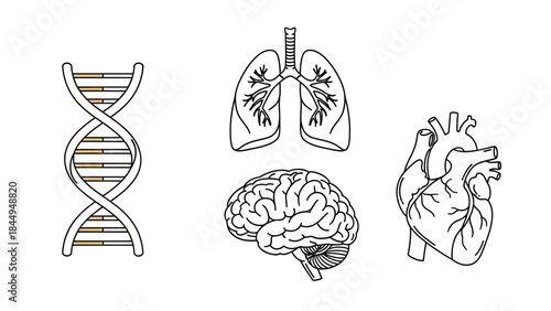 Dna structure lungs brain heart organs biology science genetics medicine anatomy health research concept