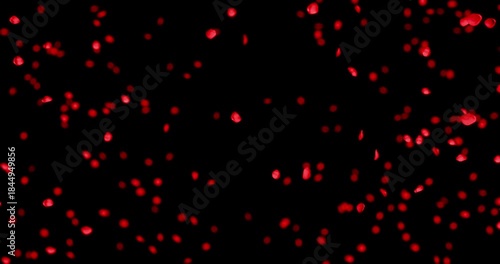Red rose petals sway in the wind. Isolated on black background. 4K 3D rendering loop animation.