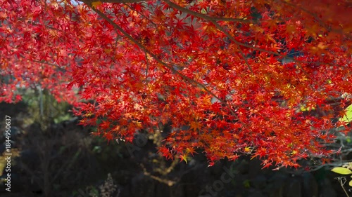 紅葉