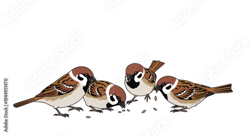 Four charming Eurasian tree sparrows with distinctive brown and white markings are gathered together, pecking at scattered seeds on a white background.