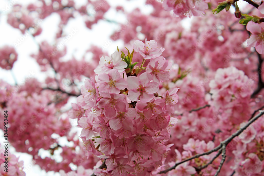 Fototapeta premium 満開の河津桜