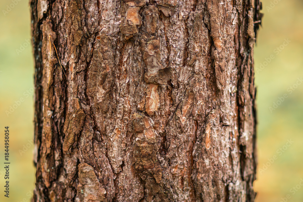 Obraz premium Close-up view of textured tree bark showcasing intricate patterns and natural colors, highlighting the beauty of nature and the importance of trees in the environment