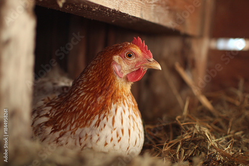 Chicken in the coop