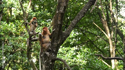 Long Nose monkey with baby. Proboscis monkey baby playing in mangrove tree. Female proboscis monkey (Nasalis larvatus) with her baby in a natural habitat in rainforest of Borneo Island