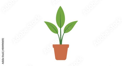 Small houseplant in a terracotta pot with three broad green leaves reaching upward against a clean white background and bright natural light.