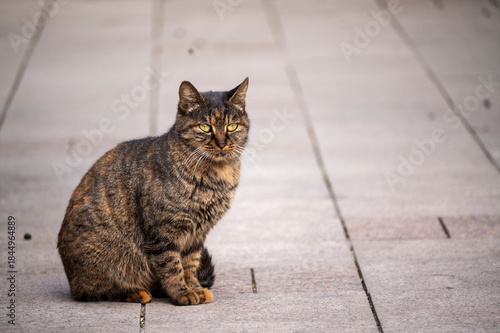 Homeless cat sit on road  in garden park