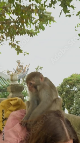 Vertical video. A Small Monkey sitting on a Woman leaning forward as it grips her Hair in a close wide angle view near Temple stone walls surrounded by Green Foliage, Animal Interaction Concept