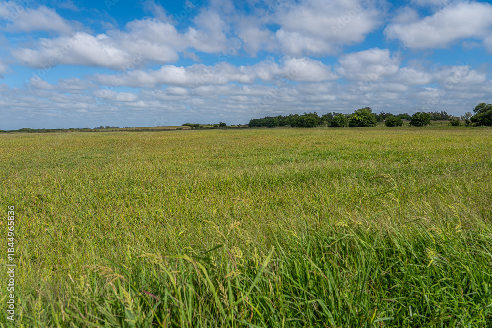 Fototapeta premium Expansive Green Field and Meadow Under a Bright Blue Sky with White Clouds