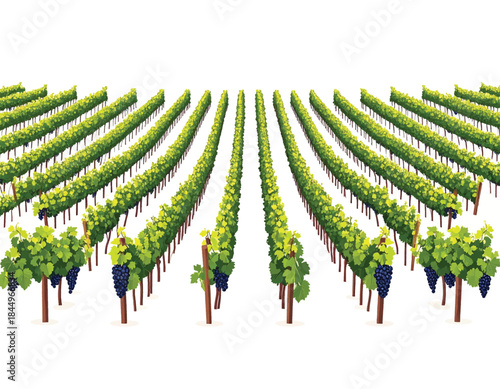 Rows of Lush Green Grape Vines with Ripe Purple Grapes.