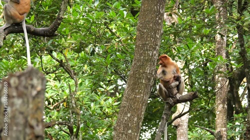 Long Nose monkey with baby. Proboscis monkey baby playing in mangrove tree. Female proboscis monkey (Nasalis larvatus) with her baby in a natural habitat in rainforest of Borneo Island