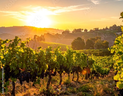 Sunrise over lush vineyards and rolling hills