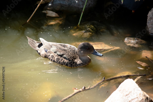 Fotografija the female teal duck is floating on the water