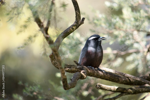 the white browed woodswallow is perched in  a tree