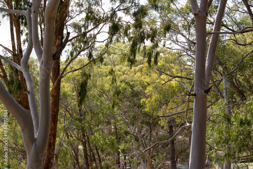 An Australia woodland scene