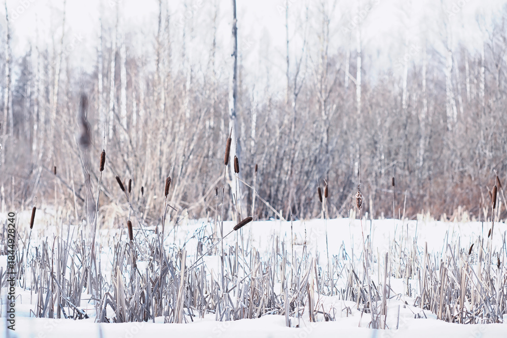Fototapeta premium Winter forest. Landscape of the park in winter. Snow-covered trees at the edge.