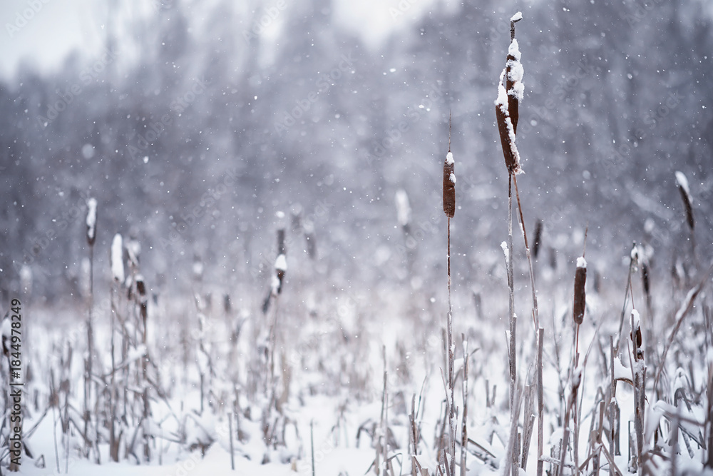 Fototapeta premium Winter forest. Landscape of the park in winter. Snow-covered trees at the edge.