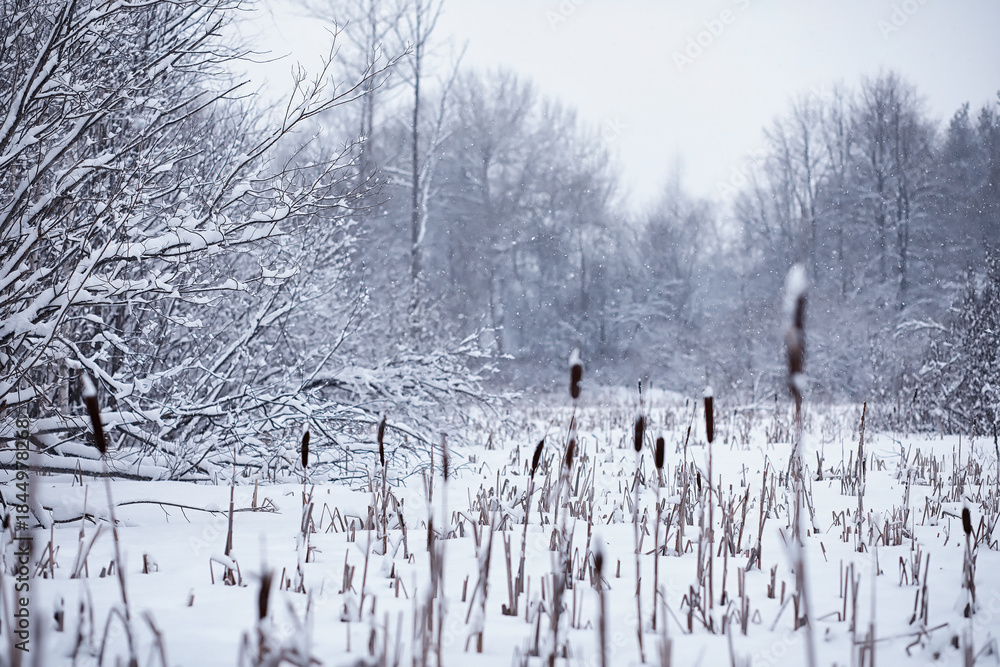 Fototapeta premium Winter forest. Landscape of the park in winter. Snow-covered trees at the edge.