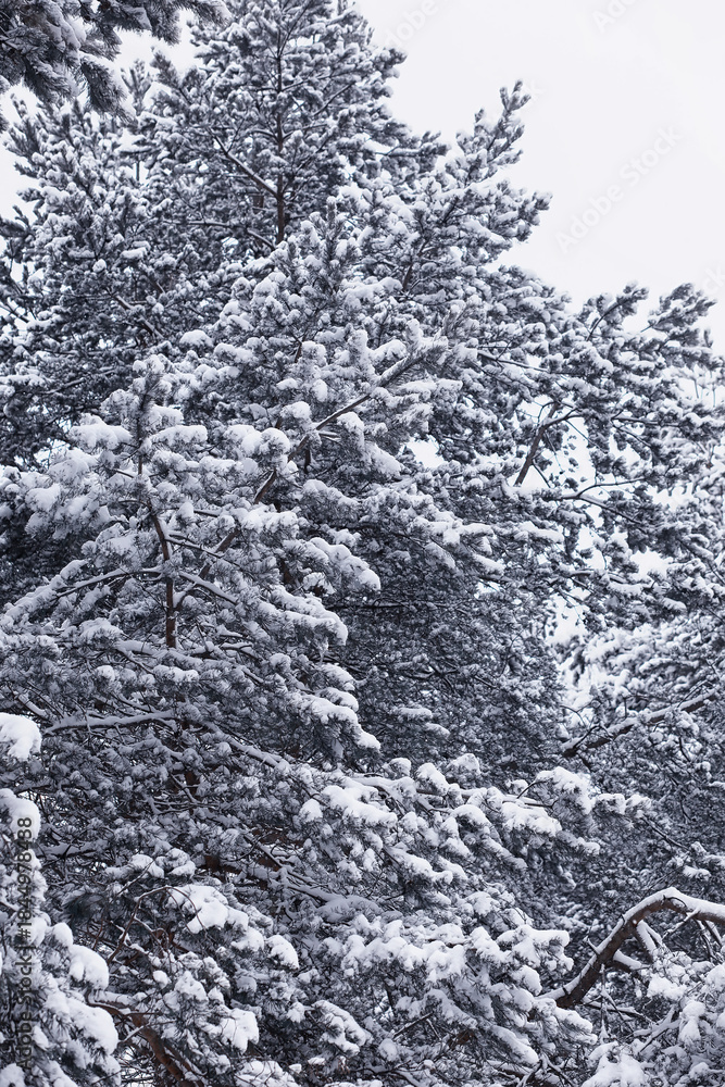 Fototapeta premium Winter forest. Landscape of the park in winter. Snow-covered trees at the edge.