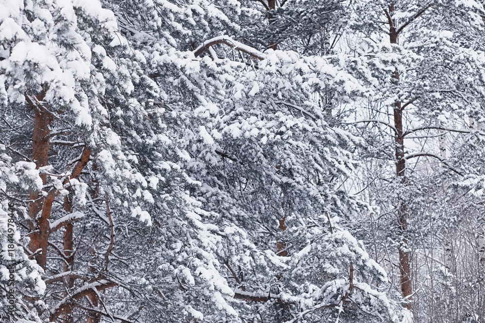 Fototapeta premium Winter forest. Landscape of the park in winter. Snow-covered trees at the edge.