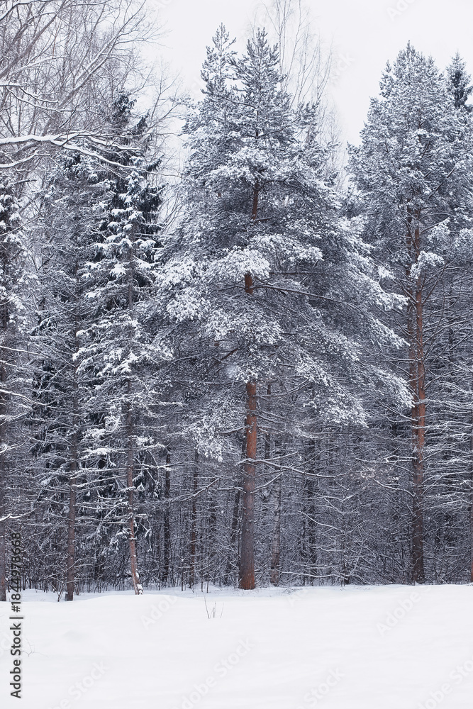 Fototapeta premium Winter forest. Landscape of the park in winter. Snow-covered trees at the edge.