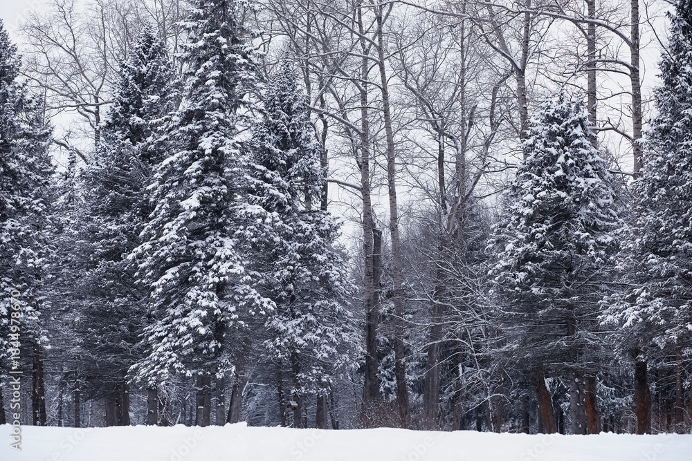 Fototapeta premium Winter forest. Landscape of the park in winter. Snow-covered trees at the edge.