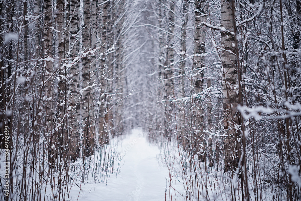 Fototapeta premium Winter forest. Landscape of the park in winter. Snow-covered trees at the edge.