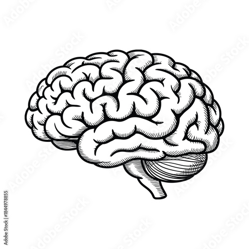 Detailed Human Brain Medical Line Art Engraving